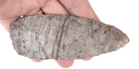 Southeastern Banded Luace Blade