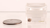 Pomo Super Miniature Basket
