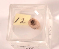 Pomo Super Miniature Basket