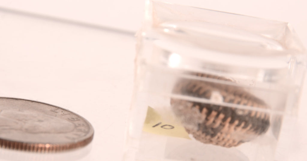 Pomo Super Miniature Basket