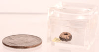 Pomo Super Miniature Basket