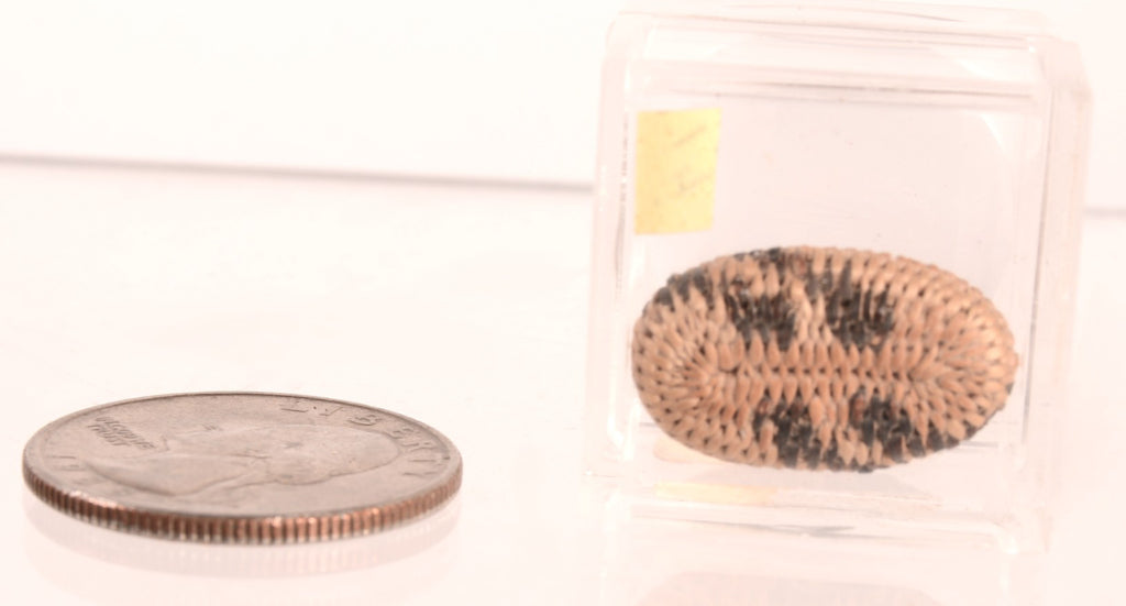 Pomo Super Miniature Basket