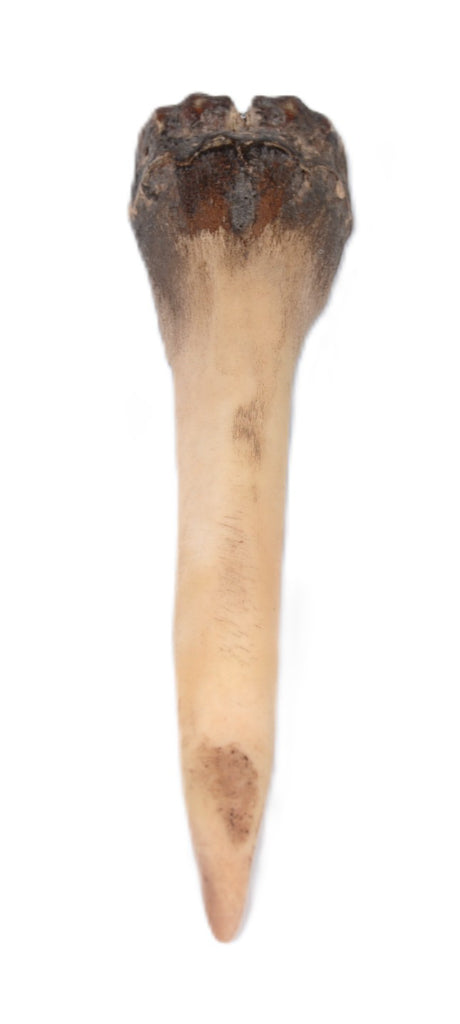 Northern Plains Bone Awl