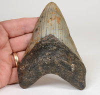 Megalodon Shark Tooth; Rare