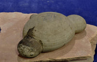 Hohokam Animal Stone Fetish Accretion