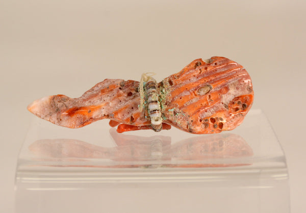 221107-502   Vintage Zuni Shell Tadpole Polywog Fetish